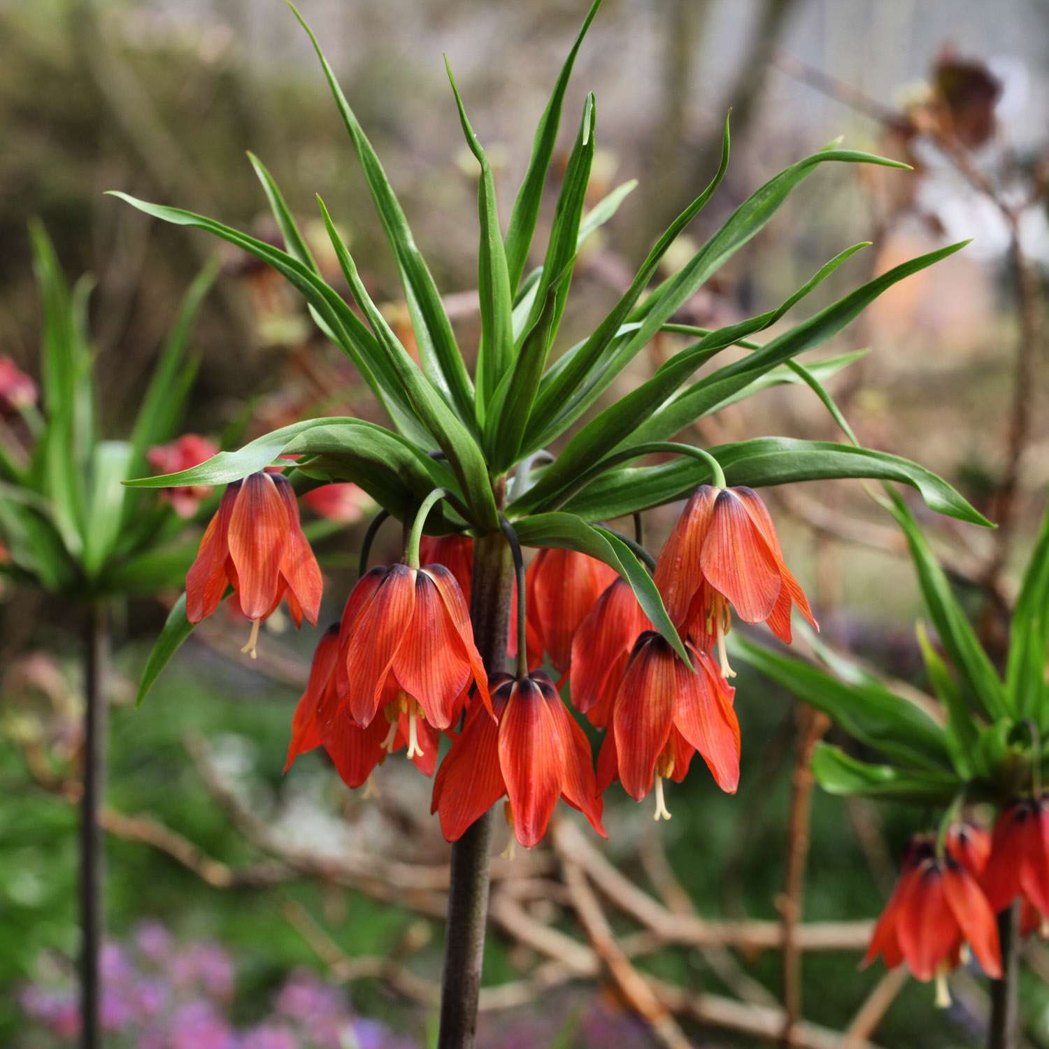 Keizerskroon 'Red Beauty'